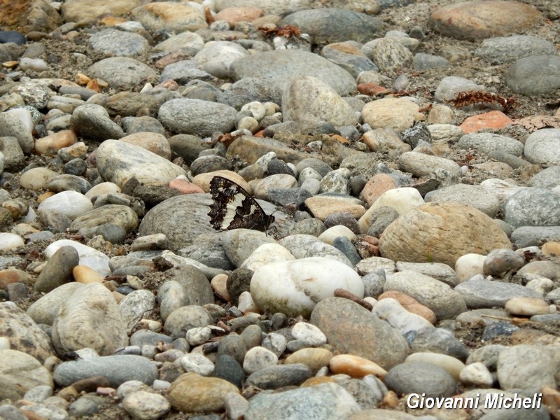 Parco del Ticino 13.6.15